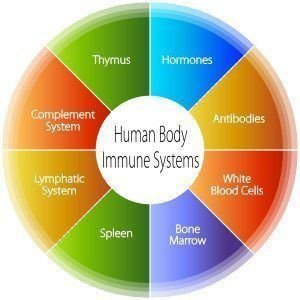 the human body immune systems chart.